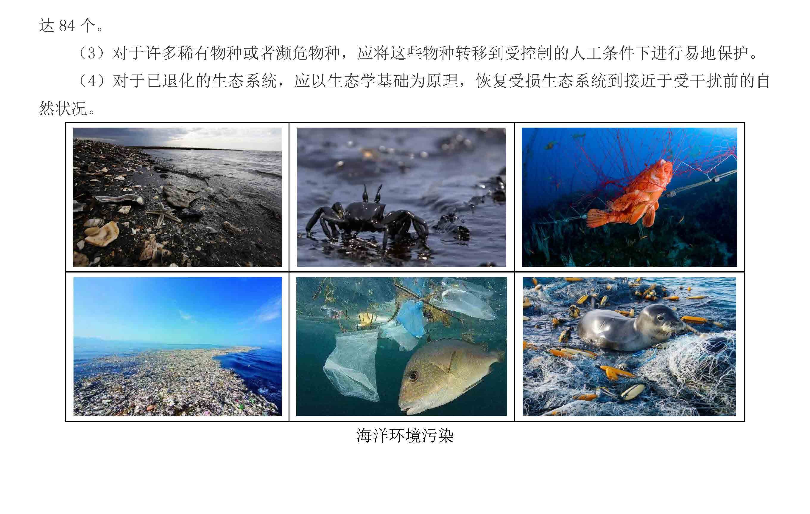 海洋生态-海洋生物多样性_页面_3.jpg