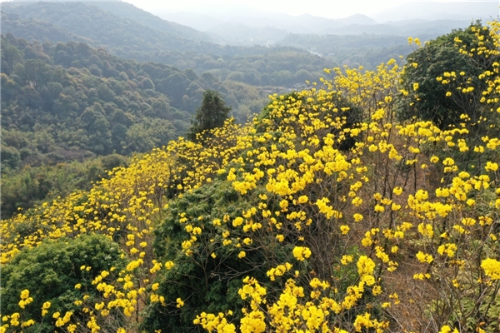 世界地球日 绿水青山“靓”黄埔